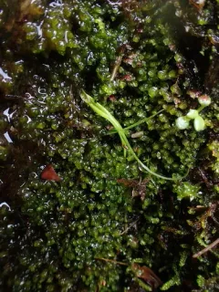 Solenostoma fusiforme thumbnail 1