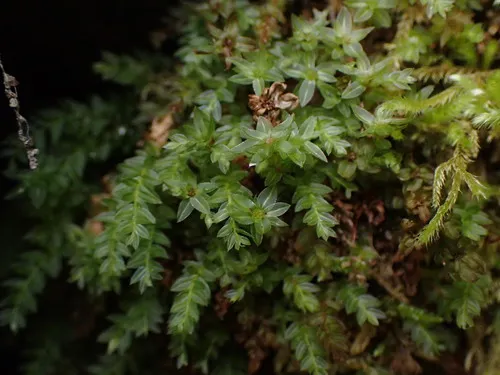 Clubmoss Thyme Moss
