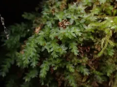 Clubmoss Thyme Moss thumbnail 1