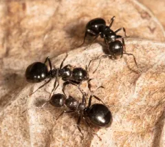Taschenberg's Odorous Ant thumbnail 2