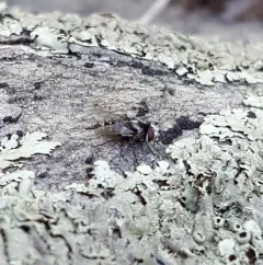 Sphenometopa tergata thumbnail 4