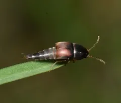Sepedophilus marshami thumbnail 3