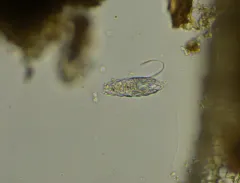 Euglypha cristata thumbnail 2