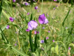 Hairy Vetchling thumbnail 4