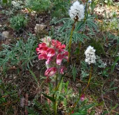 Fern-leaved Lousewort thumbnail 3