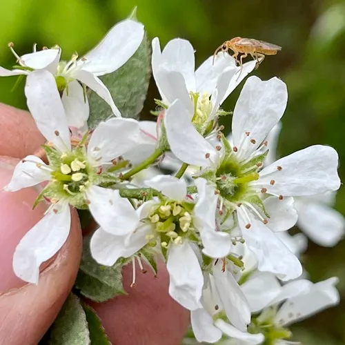 Canadian serviceberry
