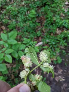 Phylloxera spinosa thumbnail 1
