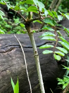 devil's walkingstick thumbnail 3