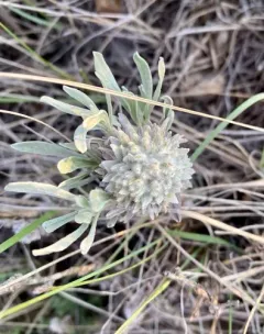 Woolly Bud Gall Midge thumbnail 1