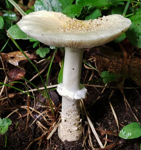 Small Funnel-Veil Amanita