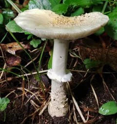 Small Funnel-Veil Amanita thumbnail 1