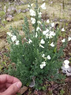 white Spanish broom thumbnail 2