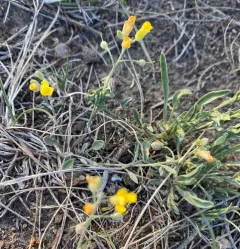 Great Plains Bladderpod thumbnail 2