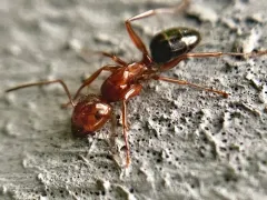 Deceptive Carpenter Ant thumbnail 2