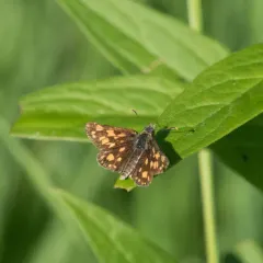 Arctic Skipper thumbnail 2
