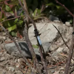 White Corporal thumbnail 2