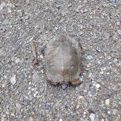 Wood Turtle thumbnail 3