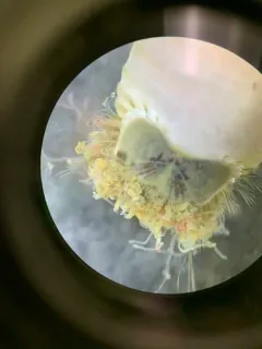 Dumbbell Worm thumbnail 1