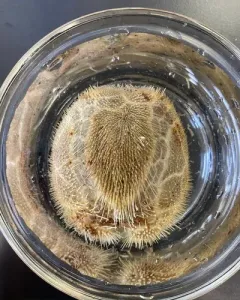 Mud Urchin thumbnail 3