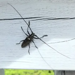 White-spotted Sawyer thumbnail 3