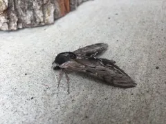 Apple Sphinx thumbnail 3