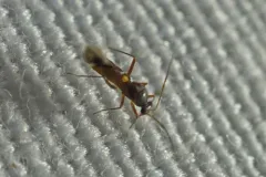 Sericophanes heidemanni thumbnail 2