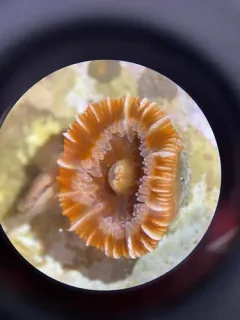 brown cup coral thumbnail 3