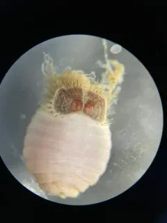 Dumbbell Worm thumbnail 4