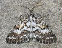 Sharp-lined Powder Moth thumbnail 2