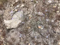 Okanogan Stickseed thumbnail 2