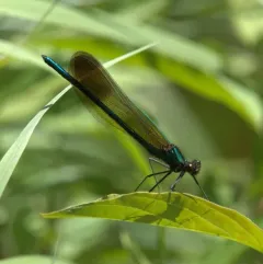 Superb Jewelwing thumbnail 3
