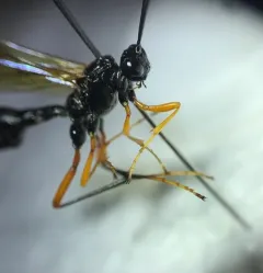Coleocentrus pettiti thumbnail 4