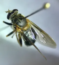 Black Spur Fly thumbnail 2