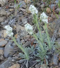 low cryptantha thumbnail 4