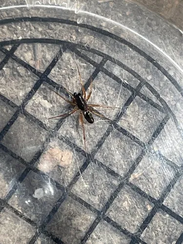 Latticed Sheet-web Weaver