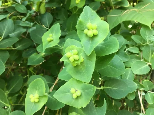 Perfoliate Honeysuckle