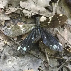 Serrate Dark Fishfly thumbnail 2