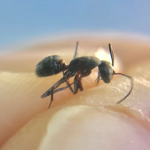 Eastern Black Carpenter Ant