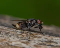 Spotted Root Maggot thumbnail 4