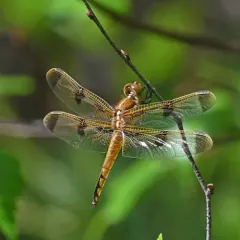 Painted Skimmer thumbnail 4