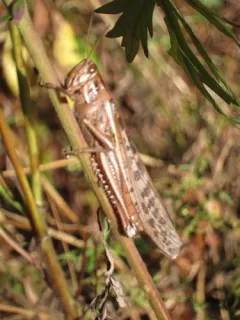 American Bird Grasshopper thumbnail 2