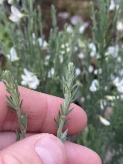 white Spanish broom thumbnail 3