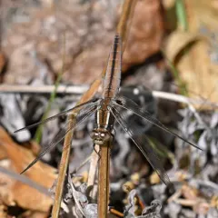 White Corporal thumbnail 4