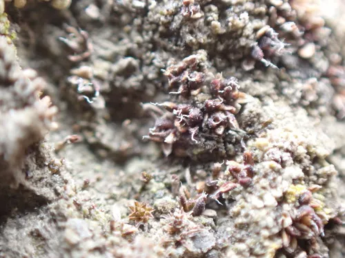 Aloina bifrons