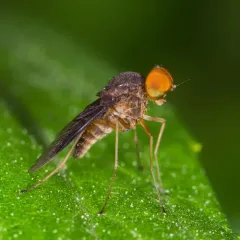 Quadrate Snipe Fly thumbnail 2