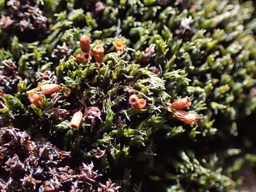 Flat-rock Grimmia