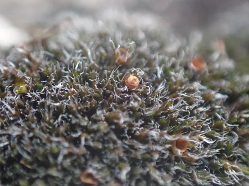 Toothless Grimmia