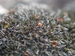 Toothless Grimmia thumbnail 1