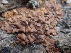 Jasper Squamules thumbnail 1