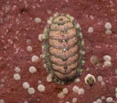 Mottled Red Chiton thumbnail 2